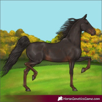 Horse Color:White Spotted Liver Chestnut