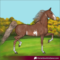 Horse Color:Chestnut Sabino
