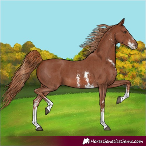 Horse Color:Chestnut Sabino 