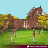 Horse Color:Chestnut Sabino