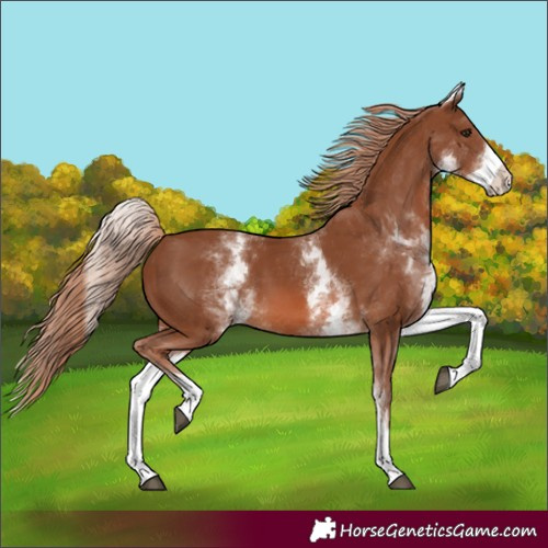 Horse Color:White Spotted Chestnut 