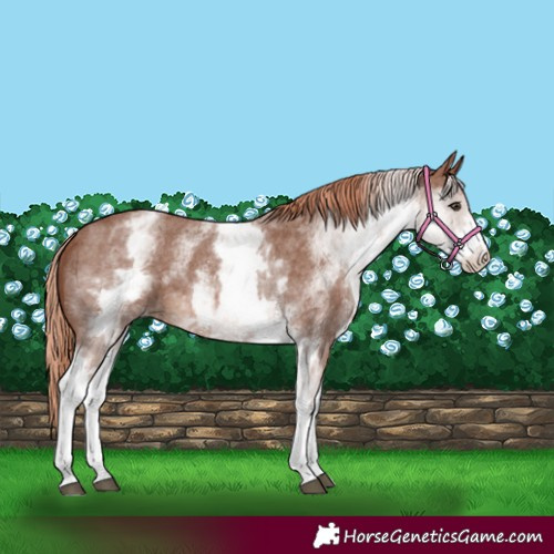 Horse Color:White Spotted Chestnut Sabino