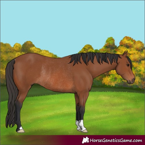 Horse Color:Bay Rabicano 