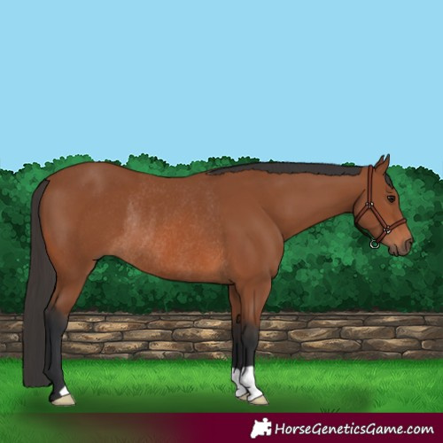 Horse Color:Bay Rabicano 