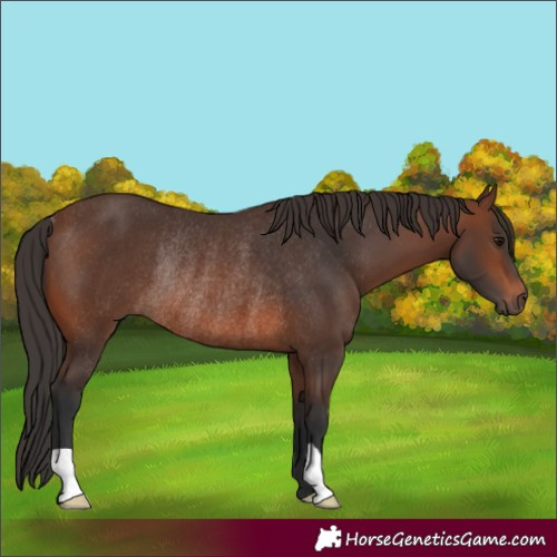 Horse Color:Brown Rabicano 