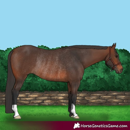 Horse Color:Brown Rabicano 