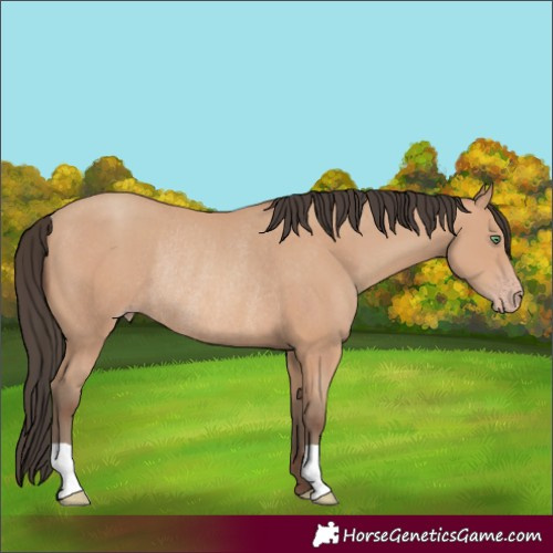 Horse Color:Amber Champagne Rabicano 