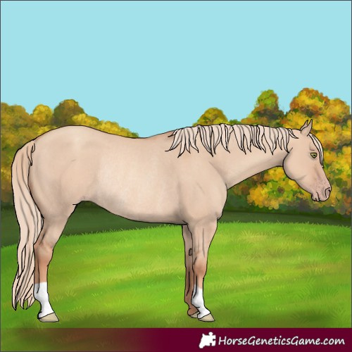 Horse Color:Gold Champagne Dun Rabicano
