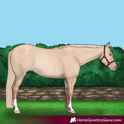 Horse Color:Gold Champagne Dun Rabicano