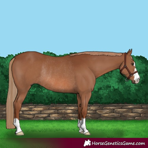 Horse Color:Chestnut Rabicano 