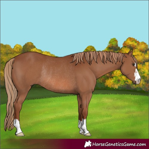 Horse Color:Chestnut Rabicano 