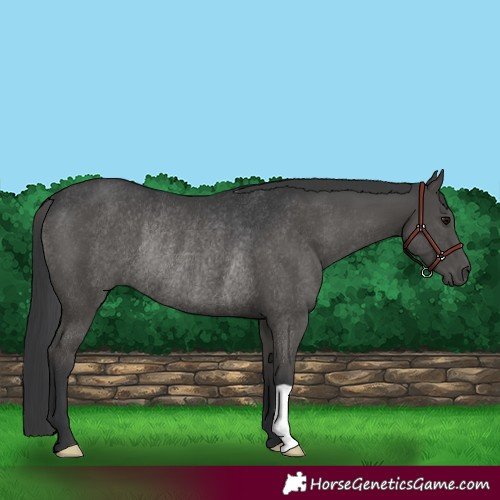 Horse Color:Black Rabicano 