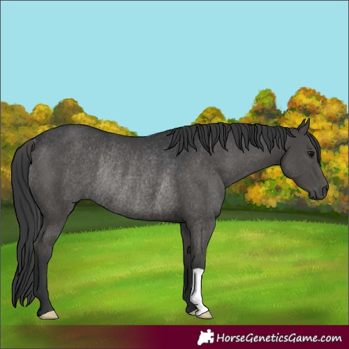 Horse Color:Black Rabicano 