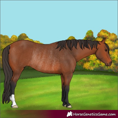 Horse Color:Bay Rabicano 