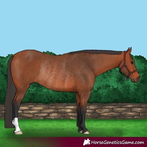 Horse Color:Bay Rabicano 
