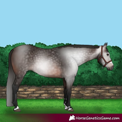 Horse Color:Gray Bay 