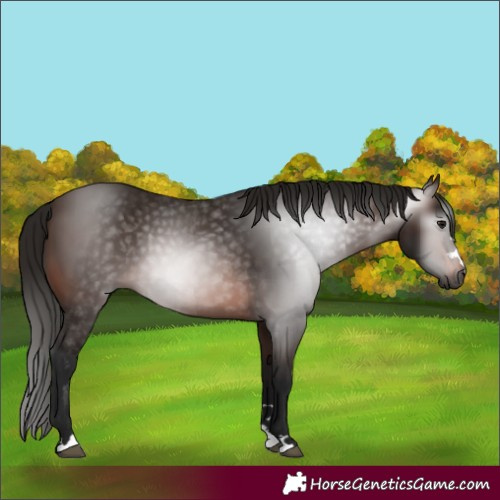 Horse Color:Gray Bay 
