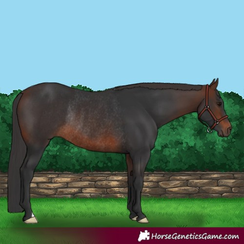 Horse Color:Brown Rabicano 