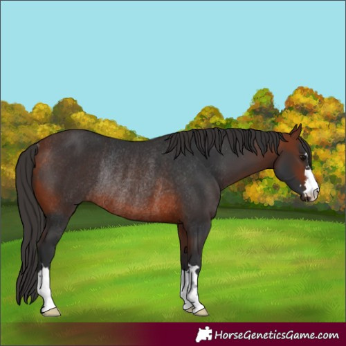 Horse Color:Bay Rabicano 