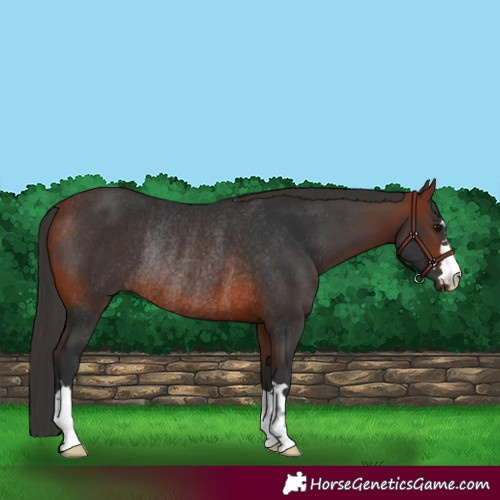 Horse Color:Bay Rabicano 