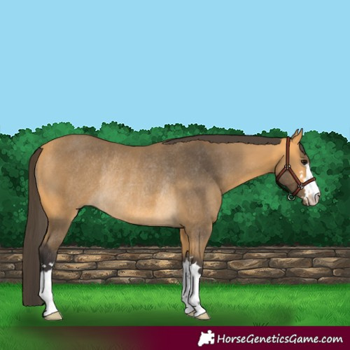 Horse Color:Buckskin Rabicano 