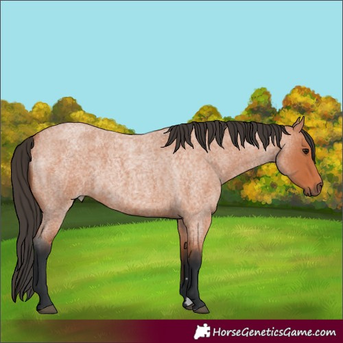 Horse Color:Unknown 