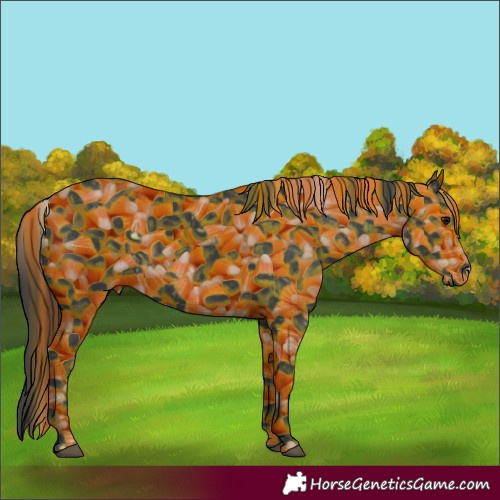 Horse Color:Unknown 