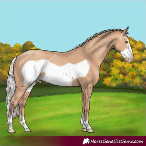 Horse Color:Silver Amber Champagne Frame Rabicano 
