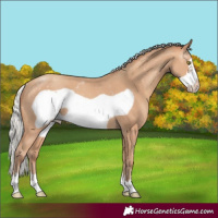 Horse Color:Silver Amber Champagne Frame Rabicano