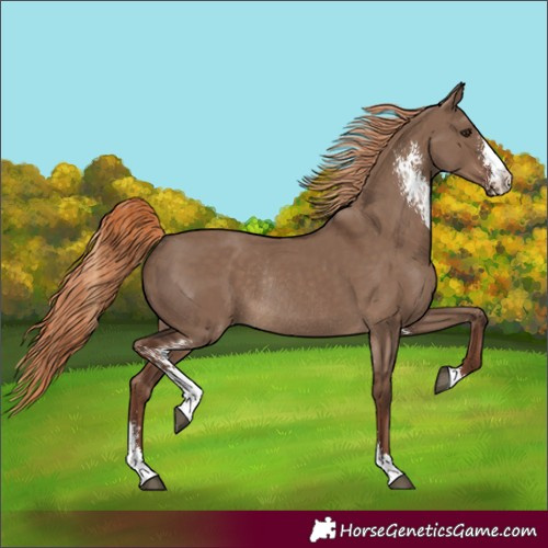 Horse Color:Liver Red Dun Sabino Rabicano 