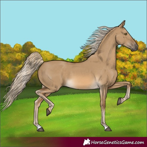 Horse Color:Chocolate Palomino Dun 