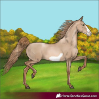 Horse Color:Liver Red Dun Pearl Frame Rabicano