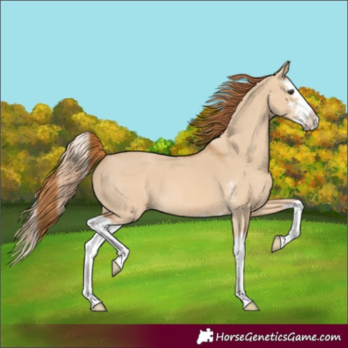 Horse Color:Red Dun Sabino Splash 