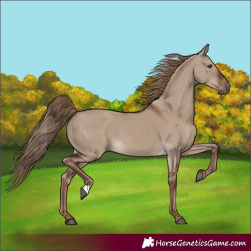 Horse Color:Liver Red Dun 