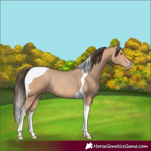 Horse Color:Amber Champagne Tobiano Rabicano 