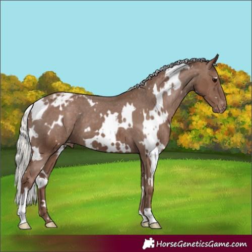 Horse Color:White Spotted Silver Black Appaloosa