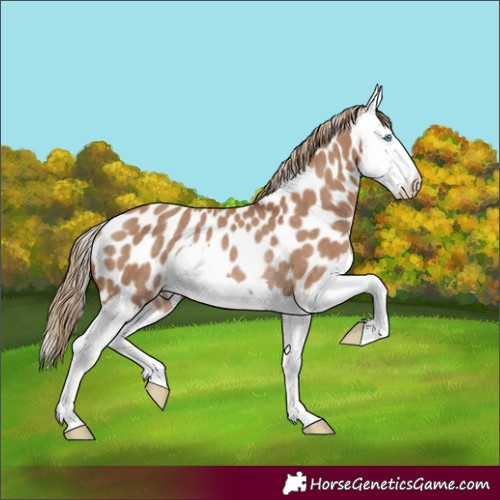 Horse Color:Red Dun Splash Appaloosa Rabicano 