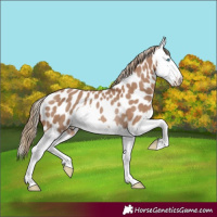 Horse Color:Red Dun Splash Near Leopard Rabicano 