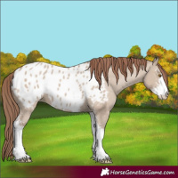 Horse Color:Classic Champagne Dun Sabino Blanket