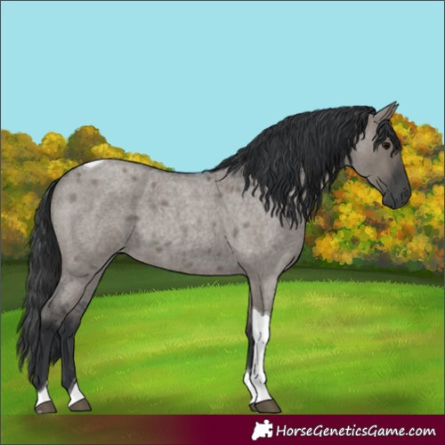 Horse Color:Unknown 