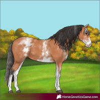 Horse Color:White Spotted Bay 