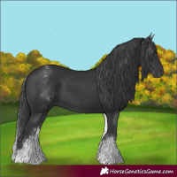 Horse Color:White Spotted Black 