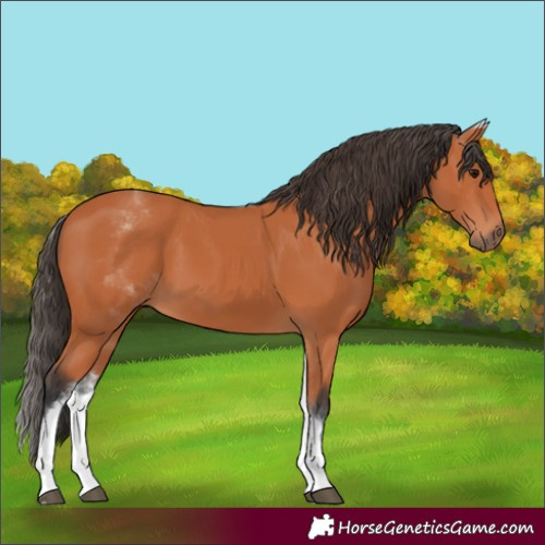 Horse Color:White Spotted Bay