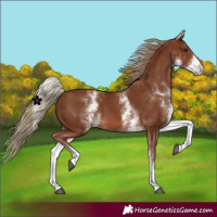 Horse Color:White Spotted Chestnut 