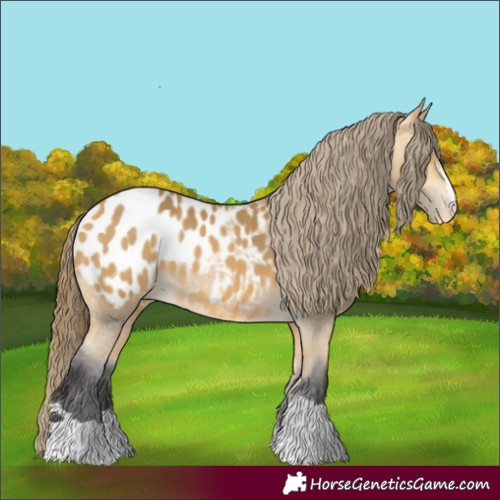 Horse Color:Buckskin Appaloosa 
