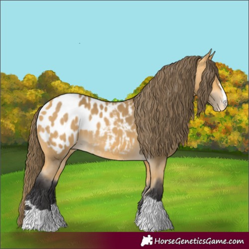 Horse Color:Buckskin Appaloosa 
