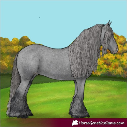 Horse Color:Black Appaloosa Rabicano 