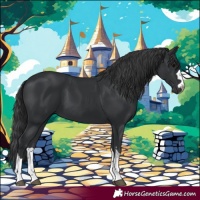 Horse Color:Black 