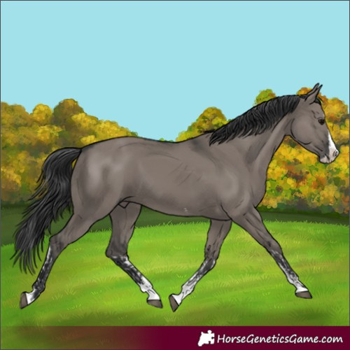 Horse Color:Grullo Sabino Splash  and Grullo Sabino Splash 