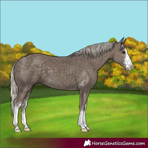 Horse Color:Silver Smoky Black Sabino